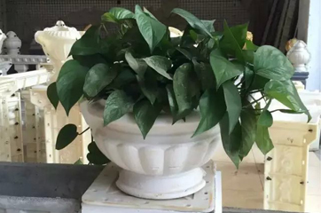 花盆模具工程应用案例